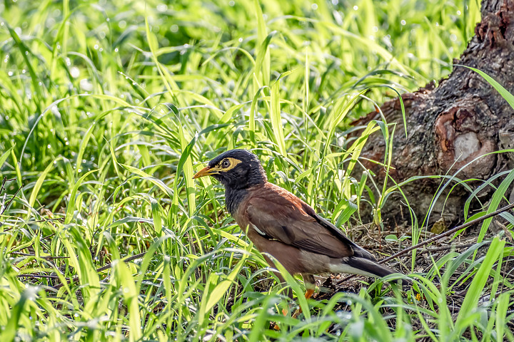 新鏡頭試拍打鳥 XF 70-300mm