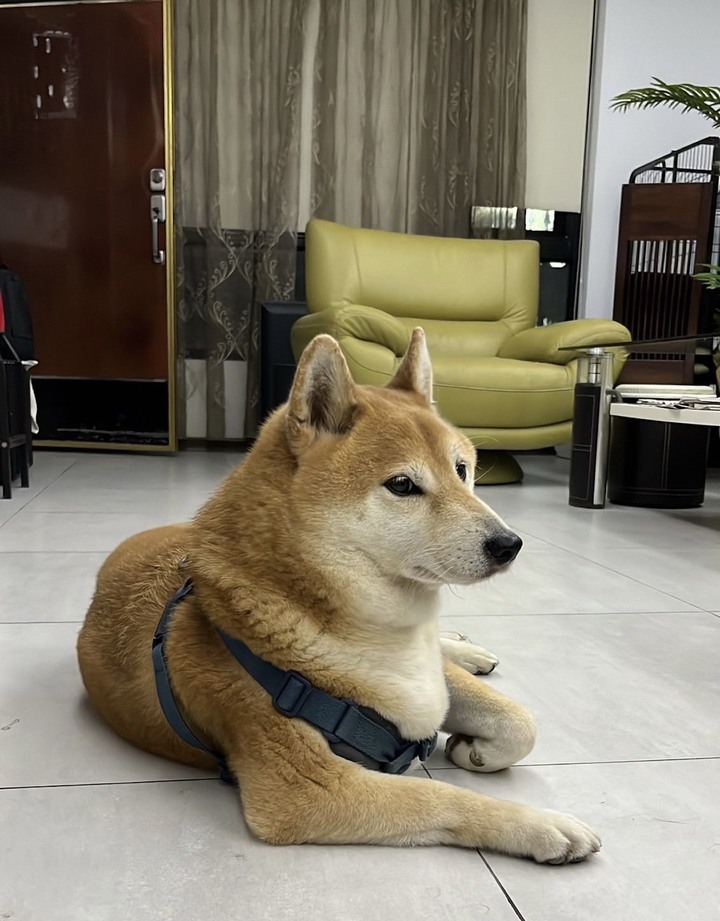 [分享] 寵物飼料開箱｜囍碗無穀天然糧｜柴犬弟弟