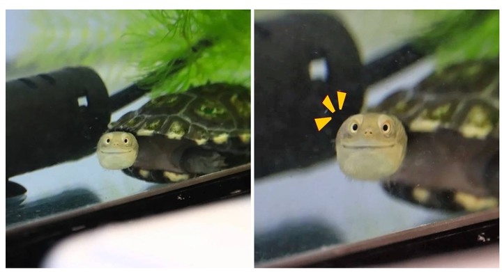 有人在拍偶！小烏龜轉頭秒露「謎之微笑」