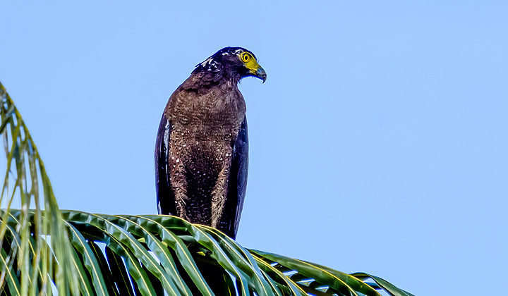 X-H2 打鳥照 我拍到了大冠鷲