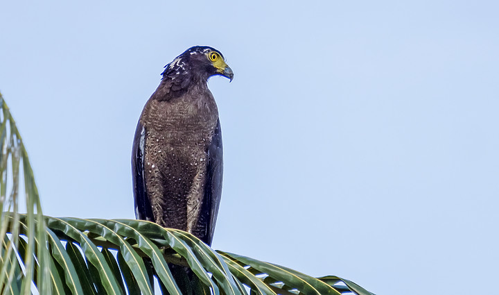 X-H2 打鳥照 我拍到了大冠鷲