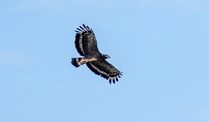 X-H2 打鳥照 我拍到了大冠鷲