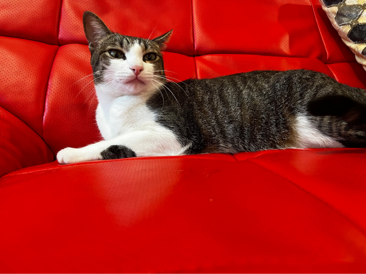 囍碗貓飼料分享😻