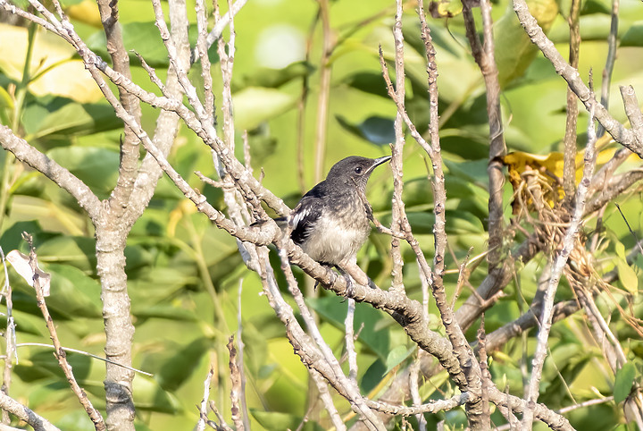 新鏡頭試拍打鳥 XF 70-300mm