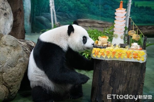 「圓仔」10歲生日成長回顧片曝手滑推倒特製101蛋糕萌翻粉絲