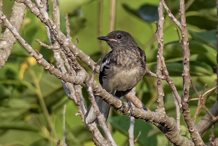 新鏡頭試拍打鳥 XF 70-300mm
