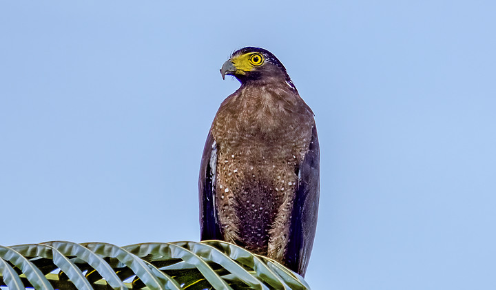 X-H2 打鳥照 我拍到了大冠鷲