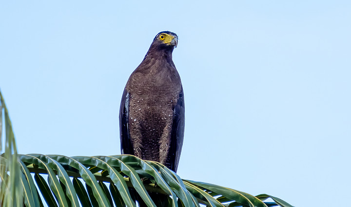 X-H2 打鳥照 我拍到了大冠鷲