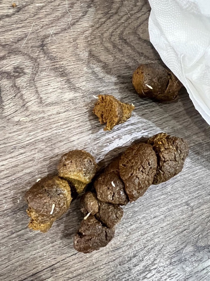 拜偷!柴犬不可能變成禿毛怪吧...
