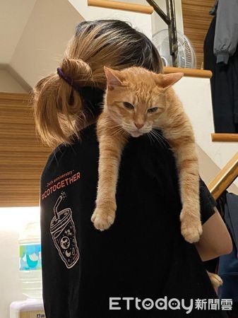 貓主子躺髒衣籃愜意熟睡請不走網友開玩笑：丟下去一起洗