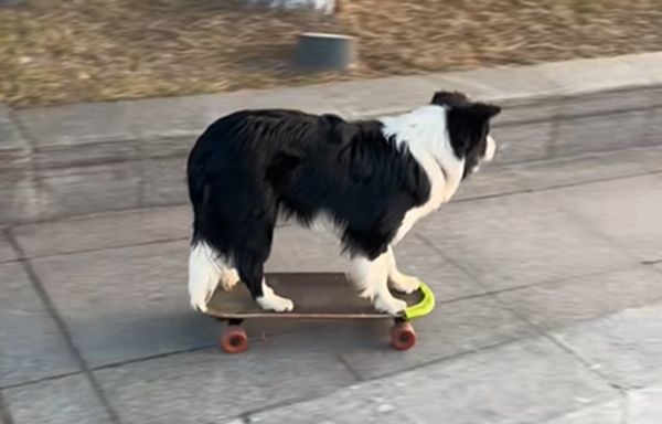 邊境牧羊犬街邊秀滑板獻技引圍觀回頭恍神摔進矮牆