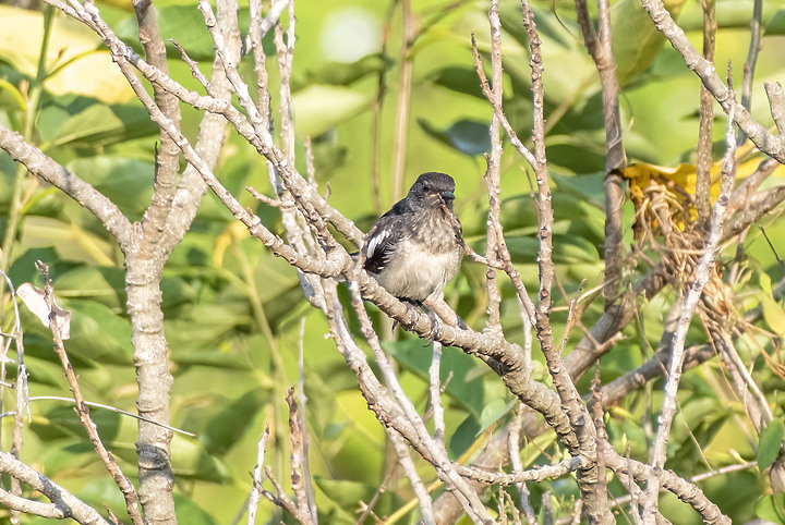 新鏡頭試拍打鳥 XF 70-300mm