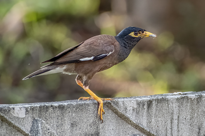 新鏡頭試拍打鳥 XF 70-300mm