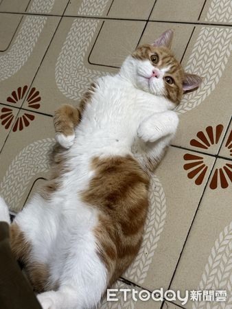 才過1年!無辜奶橘吹氣球長大「腫成大餅臉」爸笑:不知會多重