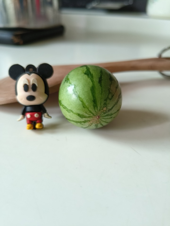 原來西瓜小時候就長得像大人!