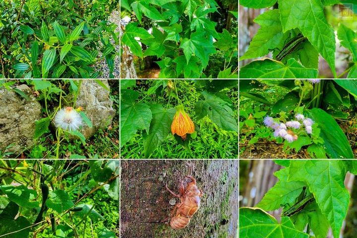 【新竹住宿】隱身在雲霧中白蘭部落豪華露營，一泊二食加迎賓小點，晚餐帶入民住民元素和食材，還有泰雅族獵徑尋根體驗~蟬說：霧繞 - 南人幫
