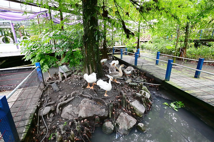 點我看大圖 Nikon Z30+DX 12-28mm東埔吊橋的銀河和塔塔加台灣獼猴等。