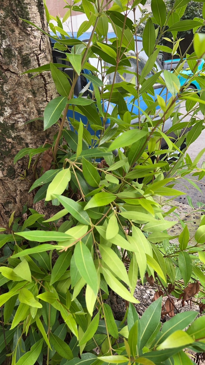 詢問植物名稱