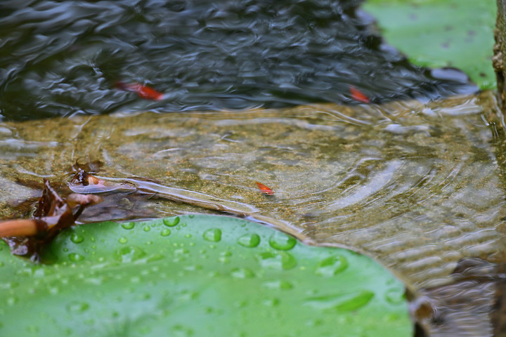 父親節快樂！力爭上游！池子裡的魚、蜜蜂及興達港玄燕鷗。