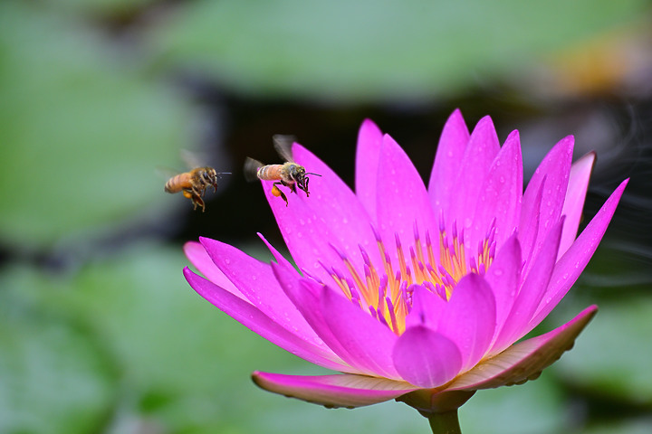 父親節快樂！力爭上游！池子裡的魚、蜜蜂及興達港玄燕鷗。