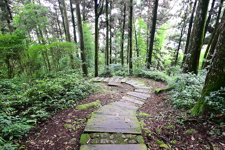 點我看大圖 Nikon Z30+DX 12-28mm東埔吊橋的銀河和塔塔加台灣獼猴等。