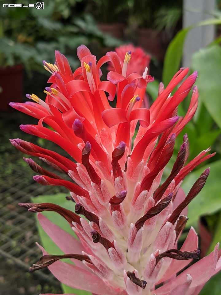 白千層+紅筆鳳梨花 台南市安平區洲安二街 08/20