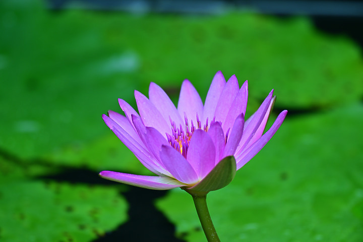 父親節快樂！力爭上游！池子裡的魚、蜜蜂及興達港玄燕鷗。