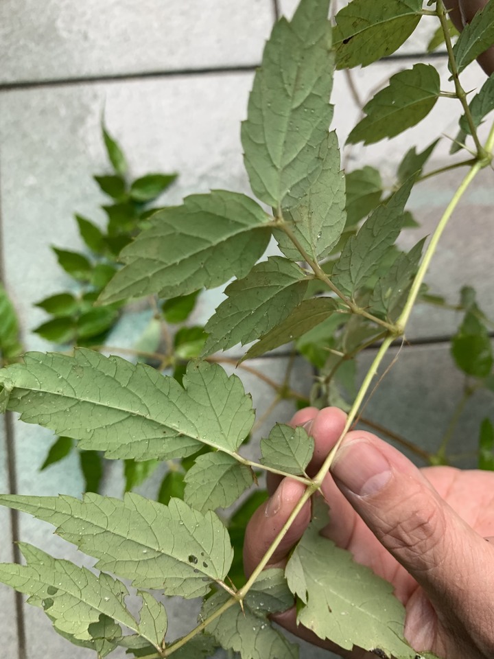 請植物達人這株是「刺蔥」嗎？還是其他的植物？