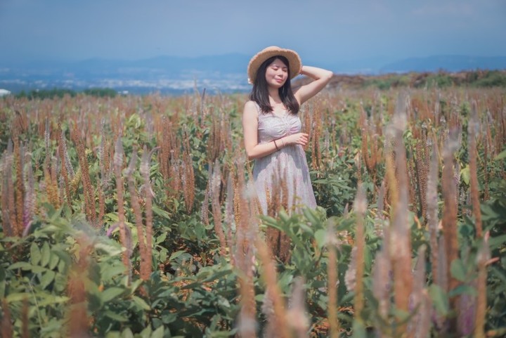 有如南法普羅旺斯花海！大肚山粉紫色兔尾草花海浪漫十足