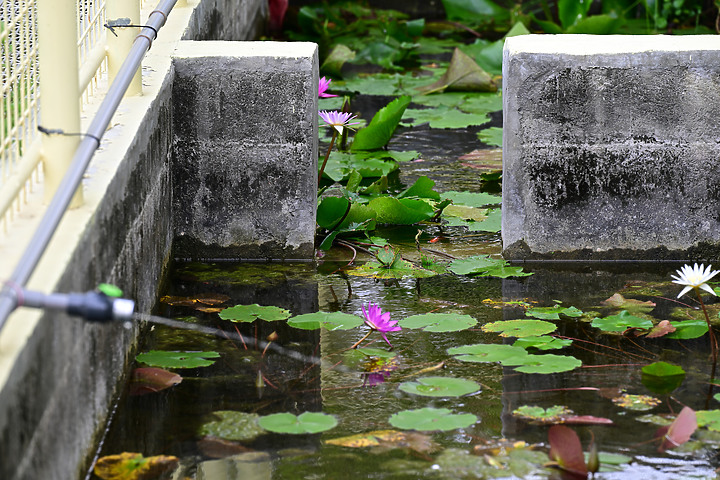 父親節快樂！力爭上游！池子裡的魚、蜜蜂及興達港玄燕鷗。