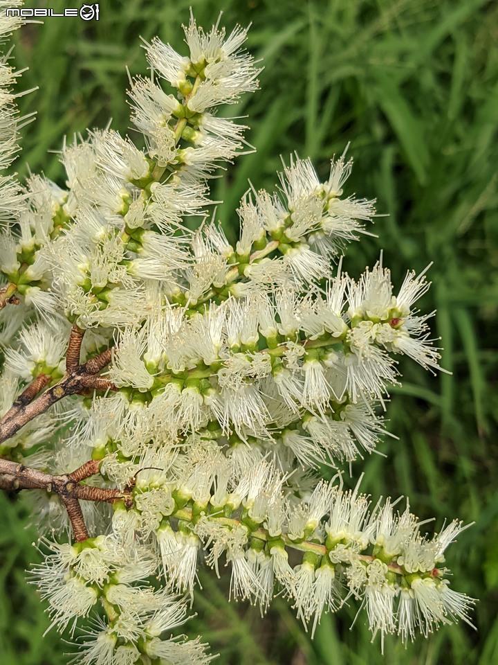 白千層+紅筆鳳梨花 台南市安平區洲安二街 08/20