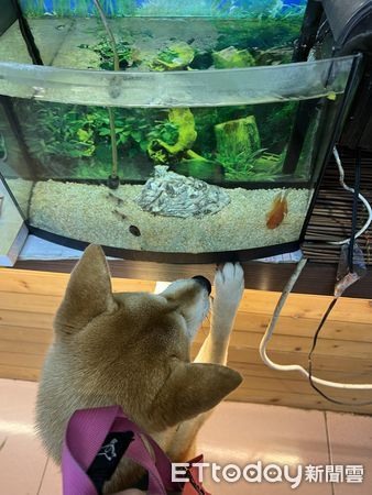 狗聚發零食!邊緣柴「轉身不進搖滾區」媽無奈:這副欠揍德性
