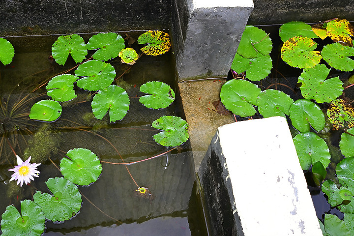 父親節快樂！力爭上游！池子裡的魚、蜜蜂及興達港玄燕鷗。