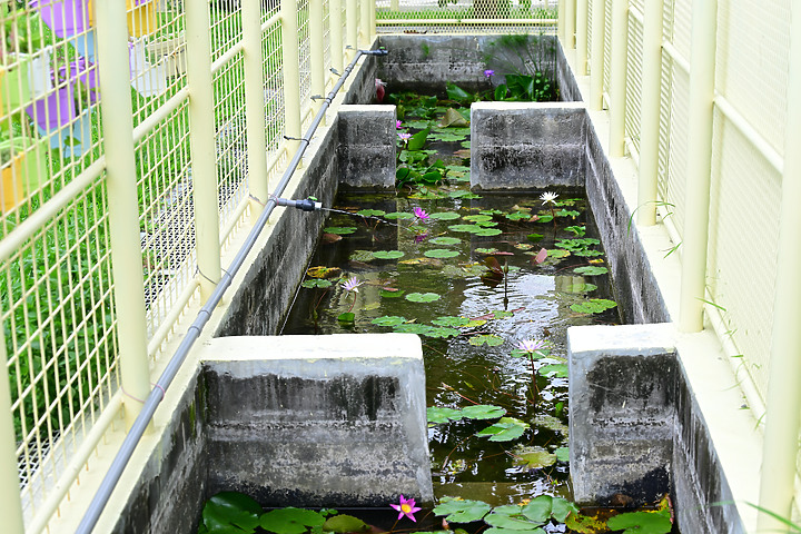 父親節快樂！力爭上游！池子裡的魚、蜜蜂及興達港玄燕鷗。