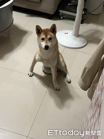 狗聚發零食!邊緣柴「轉身不進搖滾區」媽無奈:這副欠揍德性