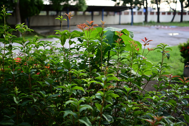 開箱~Nikon Z DX24mm f1.7~(圖多慎入!!)