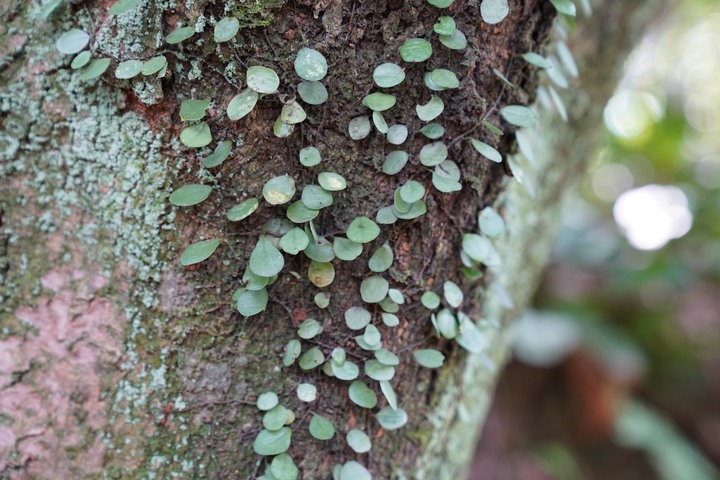 選購 sony a6700 或是 a7iv