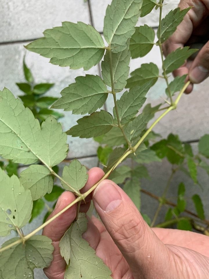 請植物達人這株是「刺蔥」嗎？還是其他的植物？