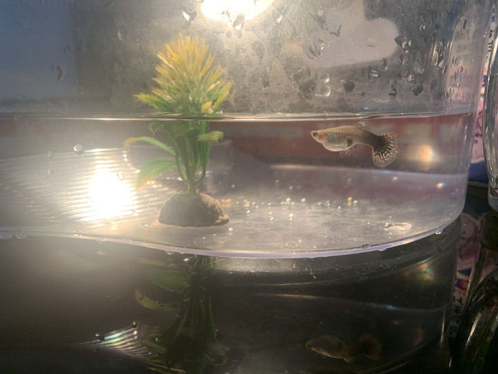 孔雀魚好像懷孕了