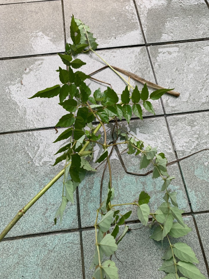 請植物達人這株是「刺蔥」嗎？還是其他的植物？