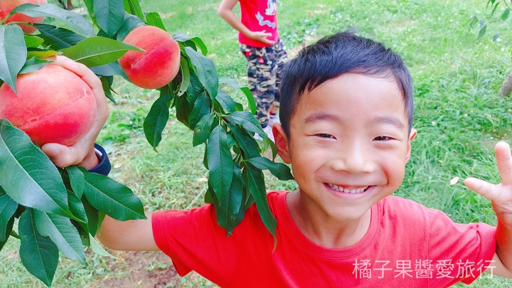 東北@福島親子旅遊｜30分鐘放題。水蜜桃吃到飽