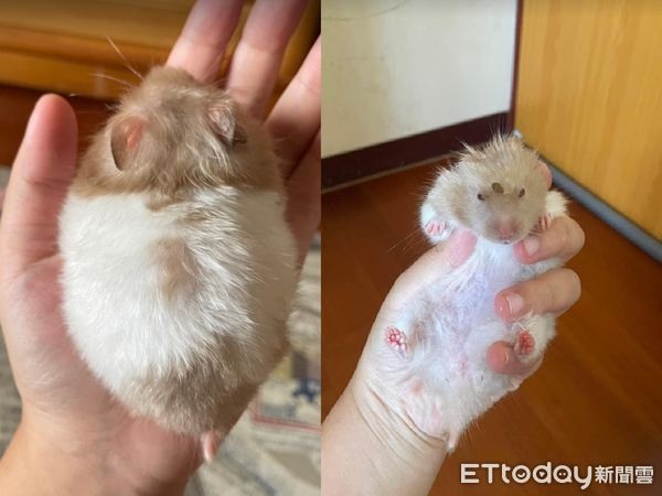 從房間抱出來！驚見黃金鼠「閉眼癱軟」搖不醒她以為RIP嚇爛
