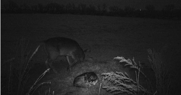 哈士奇失蹤3天返家！飼主發現牠與公鹿「私奔約會」…放閃畫面曝