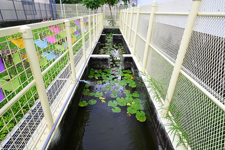 父親節快樂！力爭上游！池子裡的魚、蜜蜂及興達港玄燕鷗。