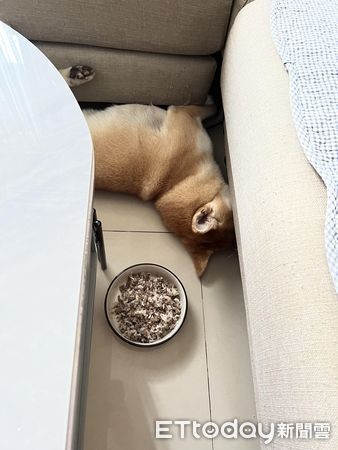 狗聚發零食!邊緣柴「轉身不進搖滾區」媽無奈:這副欠揍德性
