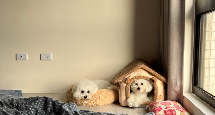 【遲來開箱文】｜一人四犬的溫馨小家