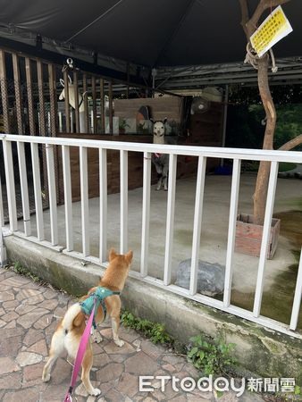 狗聚發零食!邊緣柴「轉身不進搖滾區」媽無奈:這副欠揍德性