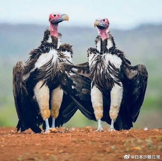 大長腿