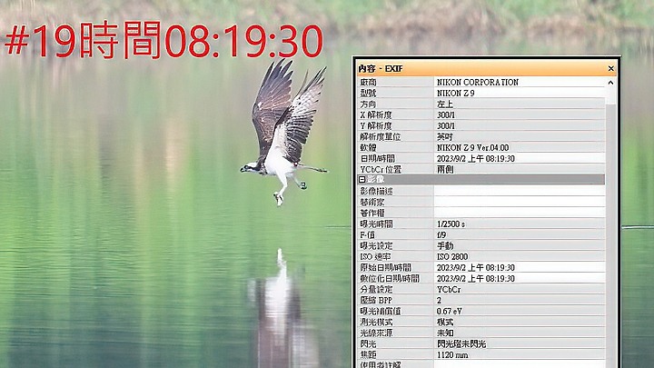 魚鷹在高雄觀音湖於8分鐘內連續抓魚19次，第19次才成功。
