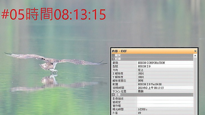 魚鷹在高雄觀音湖於8分鐘內連續抓魚19次，第19次才成功。